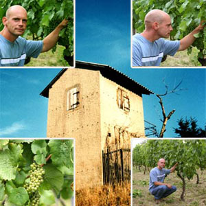 Weinberge